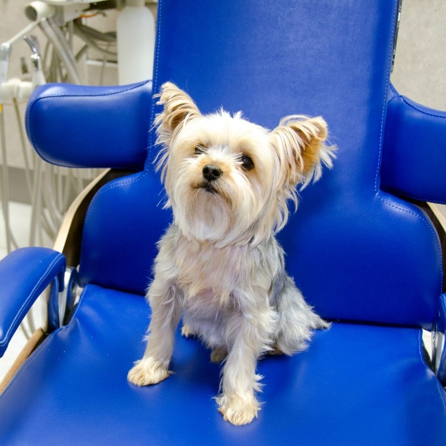 A small dog perched on a blue chair