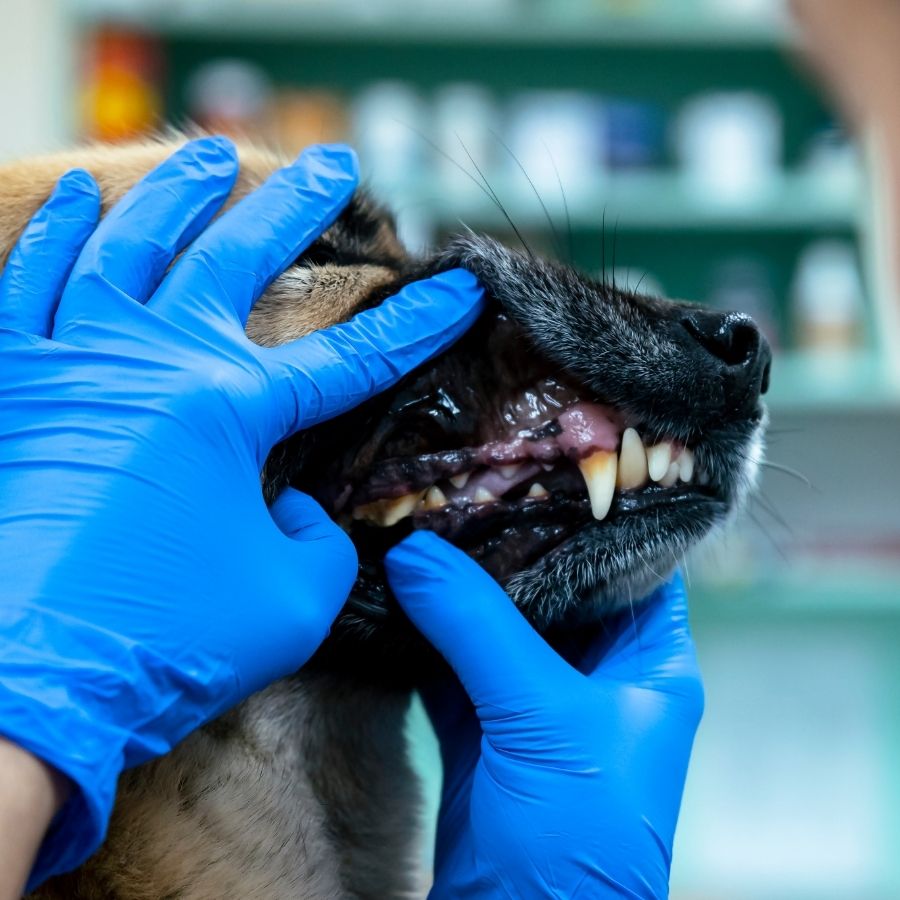 A person gently holds a dog's mouth open