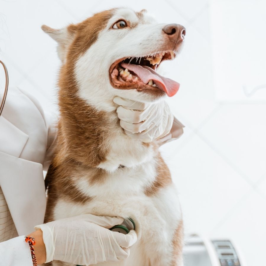  A woman wearing gloves cradles a dog's head