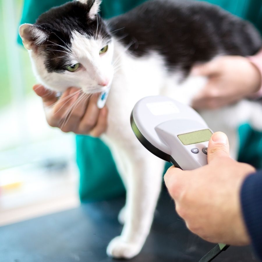 A person cradles a black and white cat