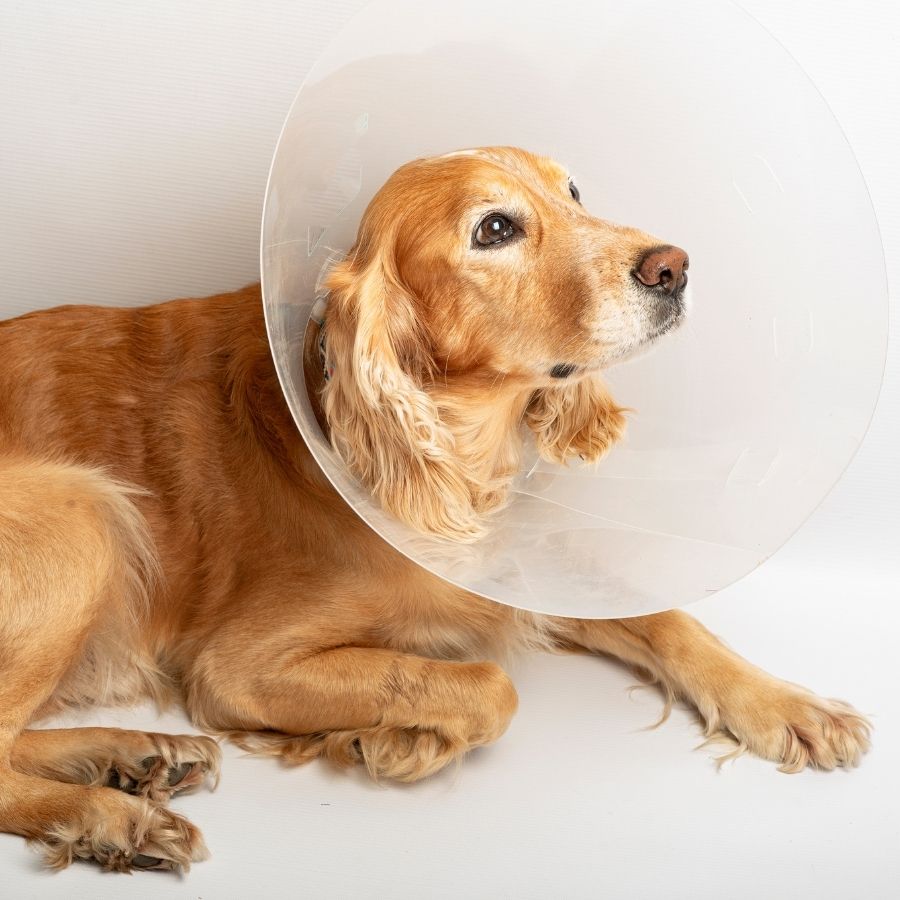 A dog wearing a protective cone around its head