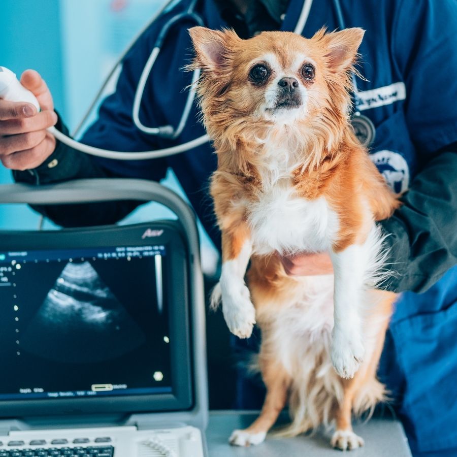 A doctor conducts a health examination on a dog in a veterinary office.