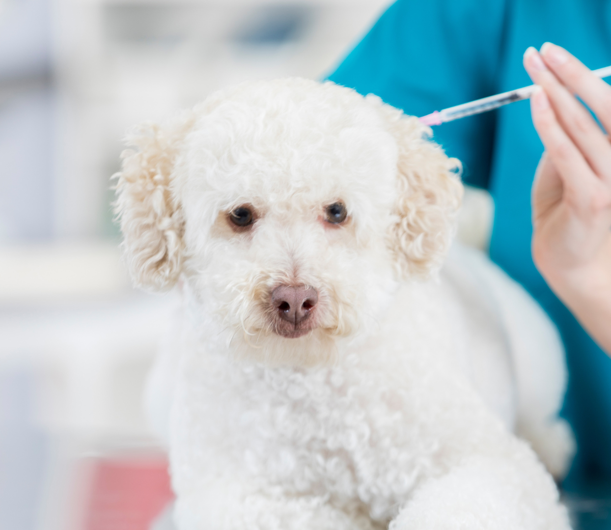 A woman uses a stethoscope to examine a dog