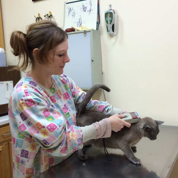 vet staff examining a cat