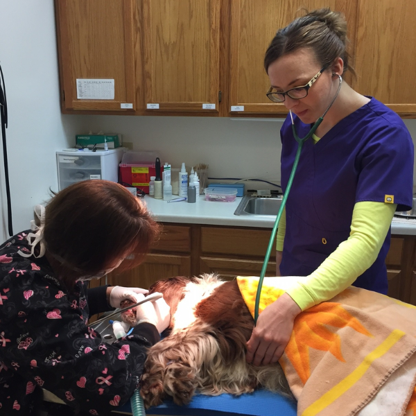 vet and staff treating a pet