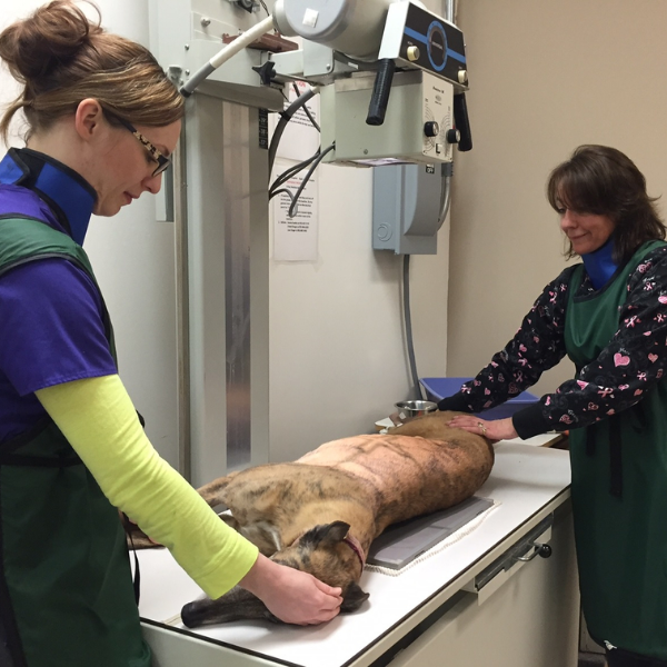 vet staff taking x-ray of a pet